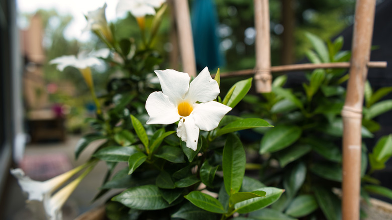 closeup white mandevilla on trellis