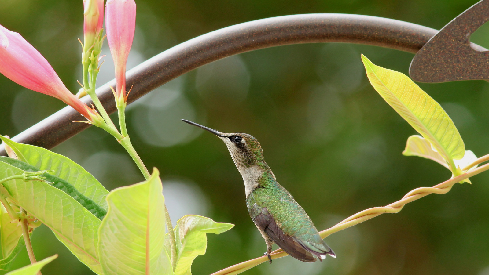 Keep Hummingbirds Coming Back With This Bright Flowering Vine