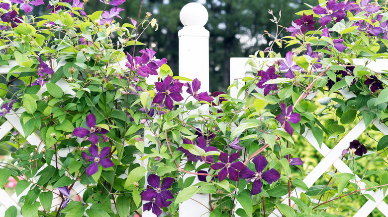 purple clematis covering white fence