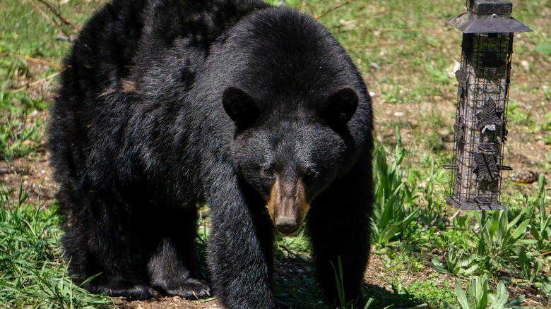 Black bear with bird feeder