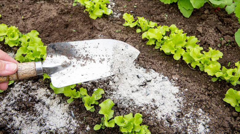 Gardener sprinkles flour over lettuce in garden