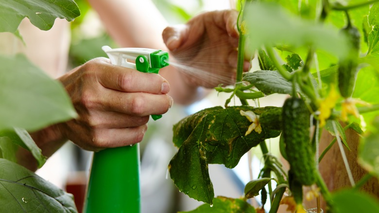 Gardener sprays garden plants