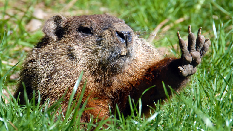 Groundhog holding up paw