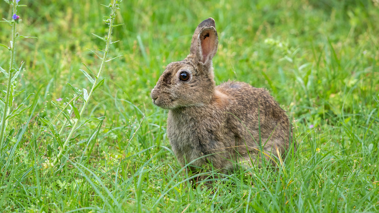 Rabbit in tall grass
