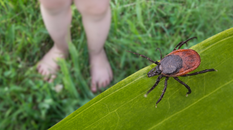 Deer tick on leaf by feet