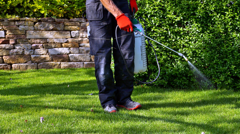 gardener spraying lawn