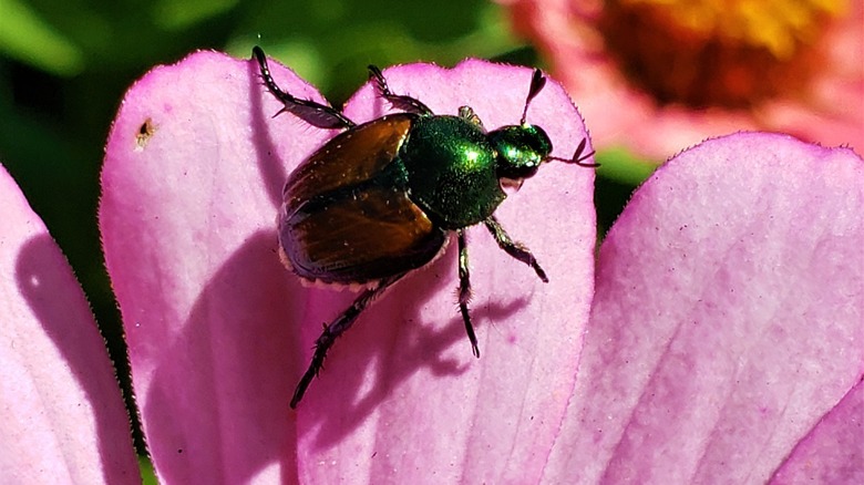 Japanese beetle eating flower