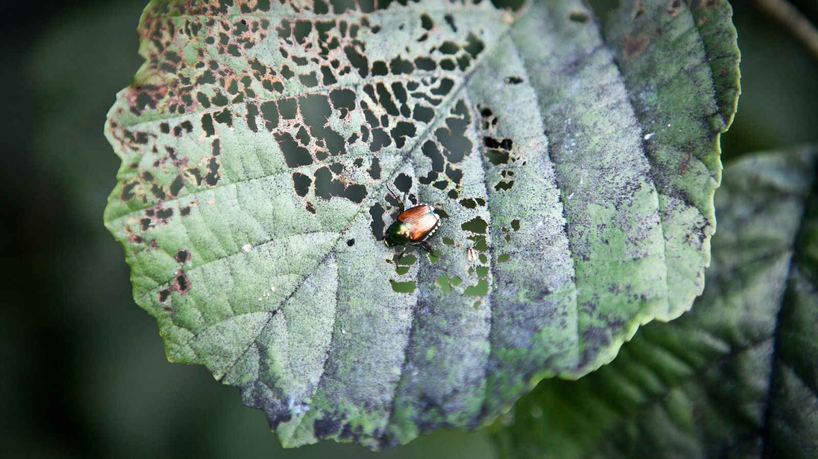 keep-japanese-beetles-out-of-your-garden-with-an-unexpected-kitchen-staple