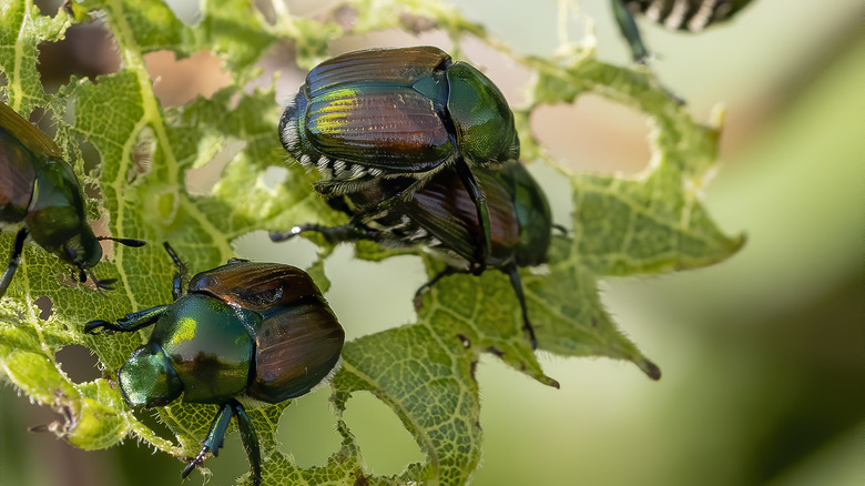 Japanese beetles feeding on leaf