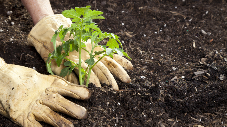 hands planting seedling in garden