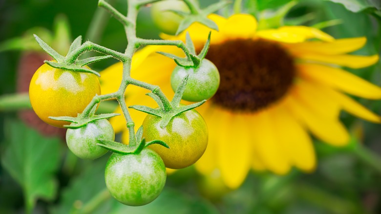 tomato plant with sunflower in garden