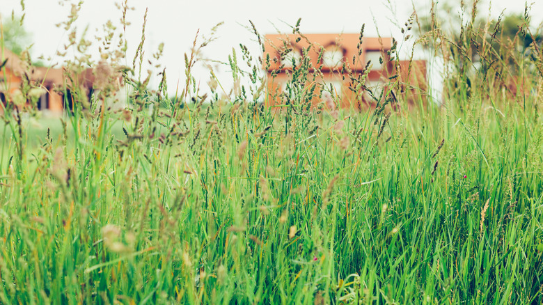 Tall grass in backyard