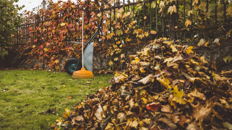 Autumn leaves in raked piles