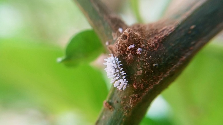 mealybug and larva on branch