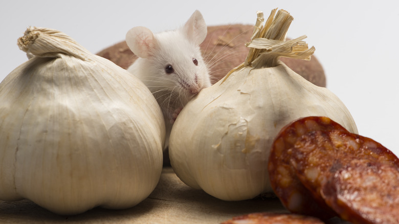 white mouse with garlic