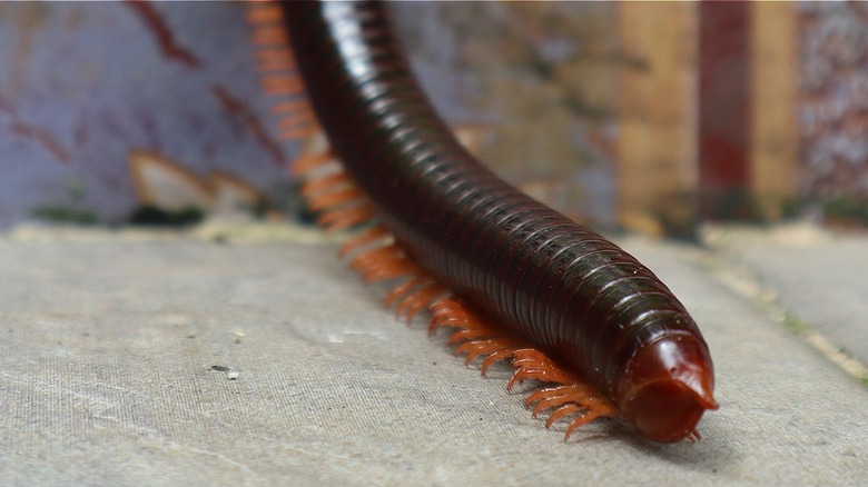 Millipede entering a home