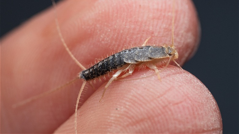 Holding silverfish between fingers