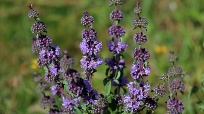 purple pennyroyal flowers