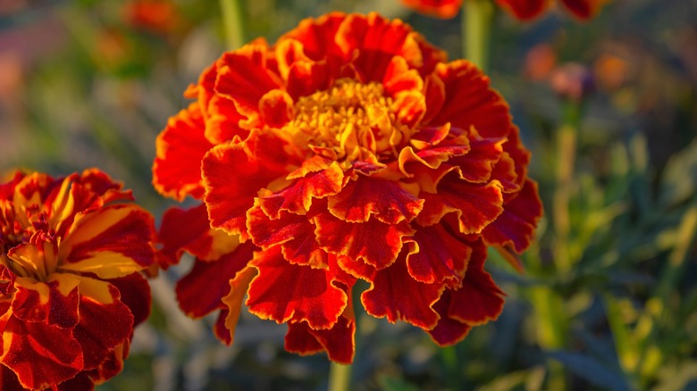 Marigold flower bloom up close