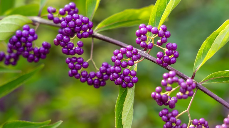 Beautyberry closeup