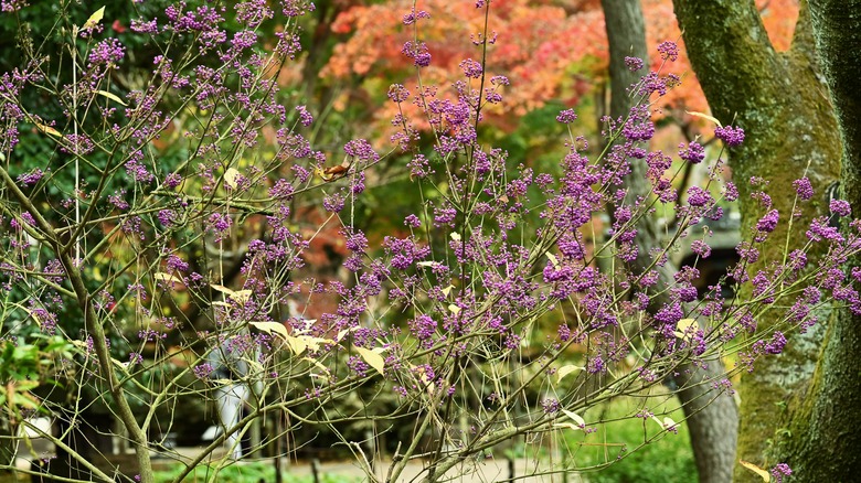 Japanese beautyberry