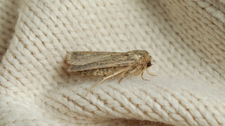 moth sitting on sweater