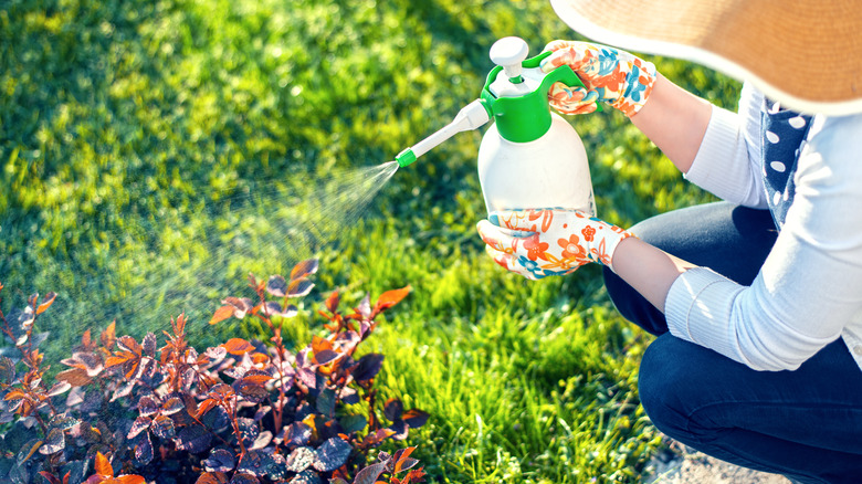 Spraying plants with garlic mixture