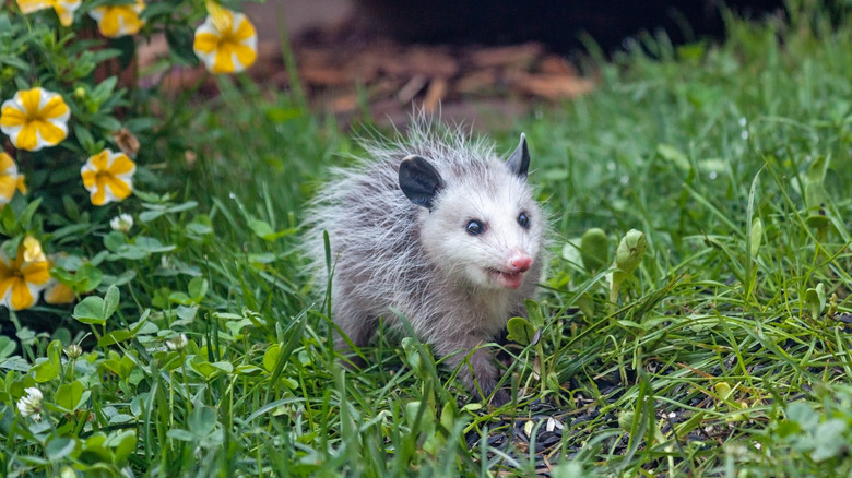 opossum in backyard with flowers