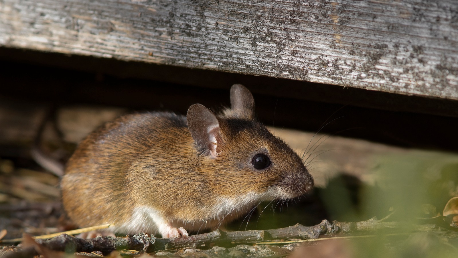 How to Get of Mice With This Surprising Hack  Keep mice away, Getting rid  of mice, Mice repellent