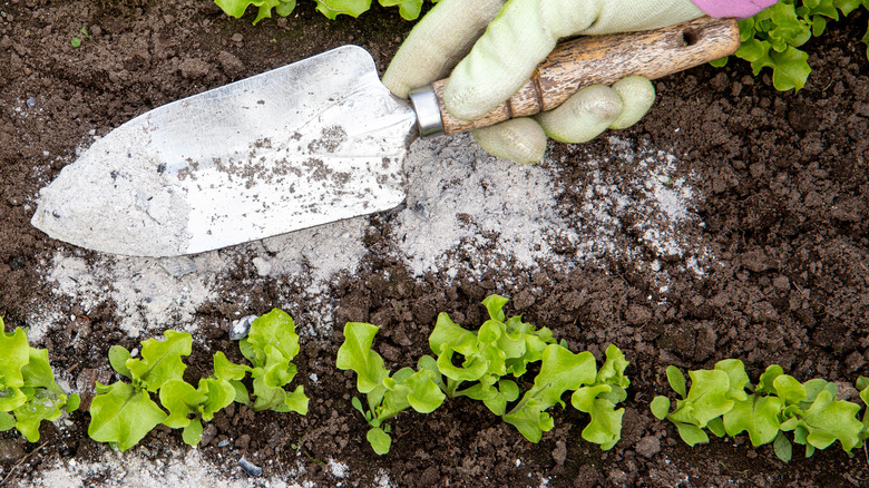 person sprinkling powder near plants