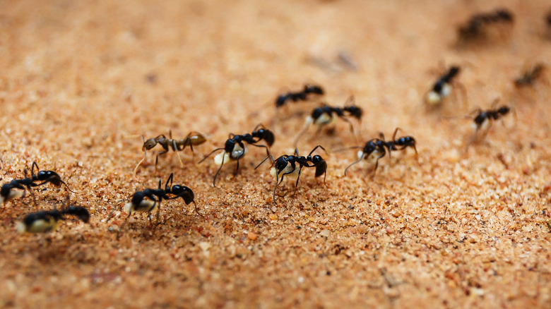 ants travelling across sand 