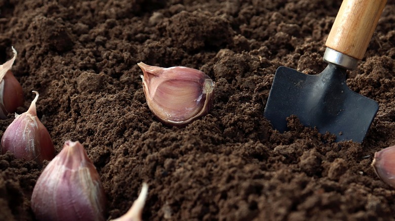 Cloves of garlic in soil