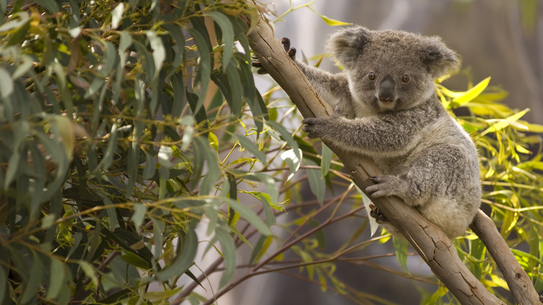 koala in Eucalyptus tree