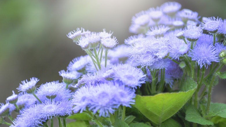 violet blue flower in bloom
