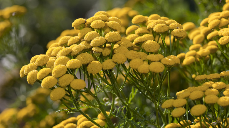 tansy in bloom