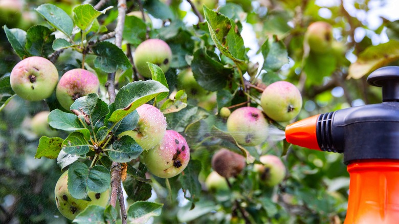 Spraying apples with neem oil