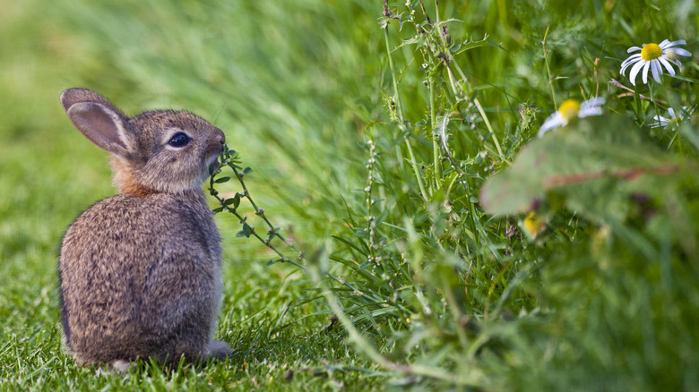 rabbit in grass