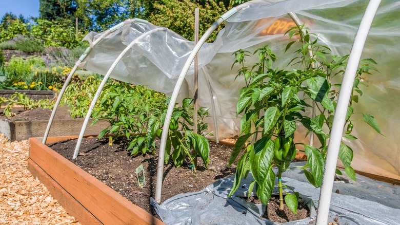 pepper plants in a PVC pipe row cover