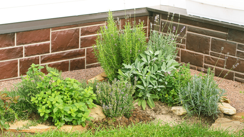Lavender, sage, and thyme in garden