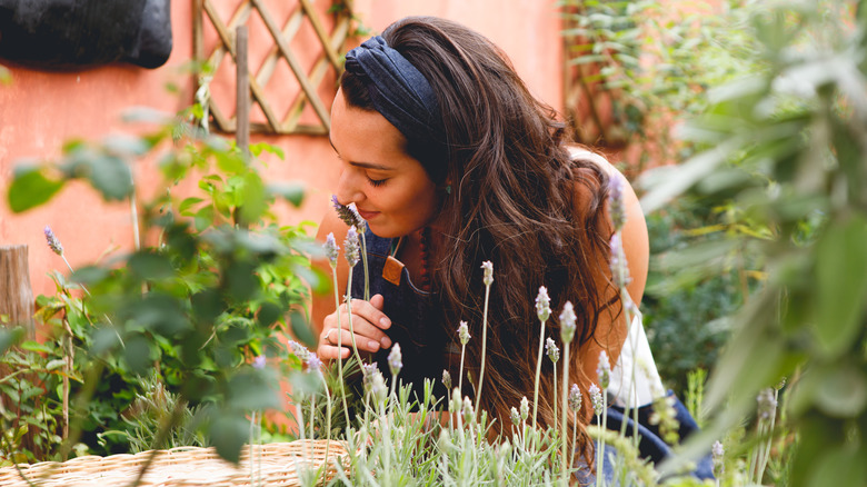 woman smelling lavender in garden