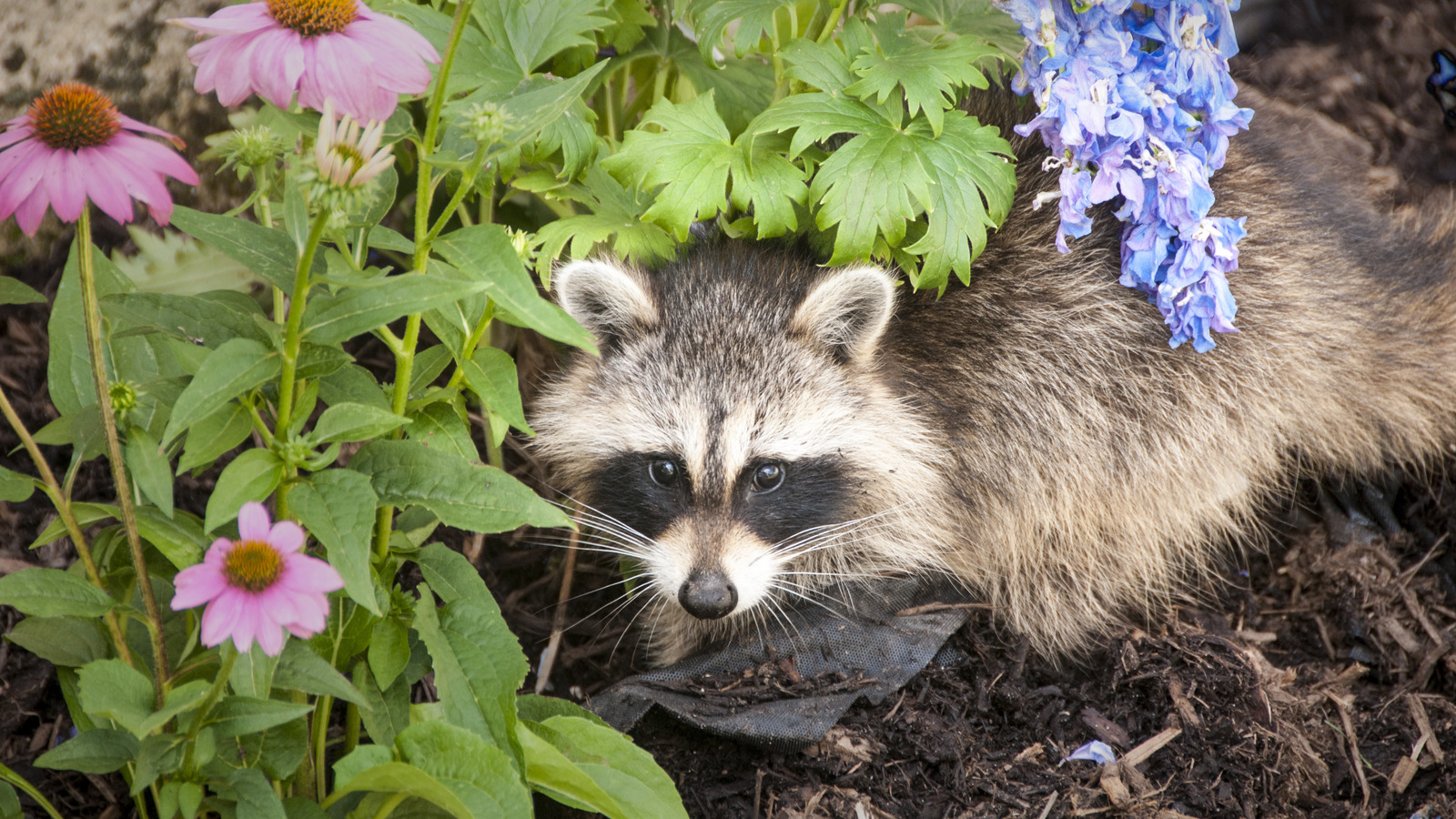 Keep Pests Out Of Your Garden With This Simple DIY Fence