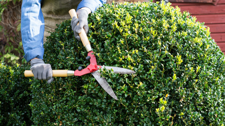 Person trimming shrub