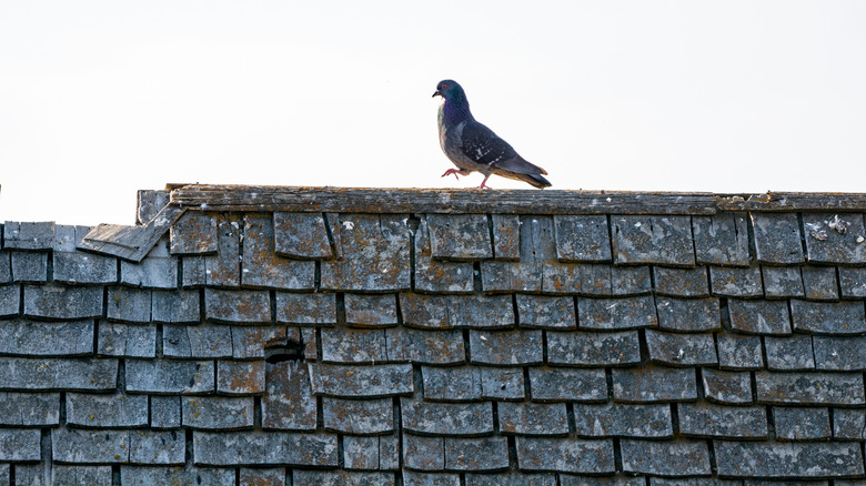 Pigeon on roof