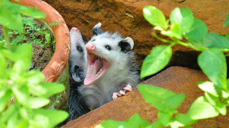 Possums in a garden