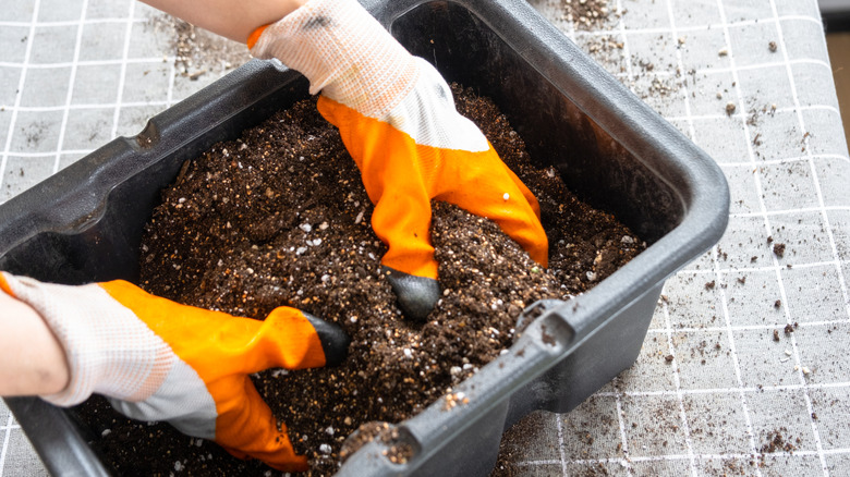 Hands in potting soil