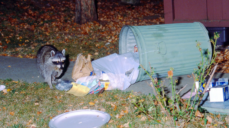 raccoon in trash can garbage