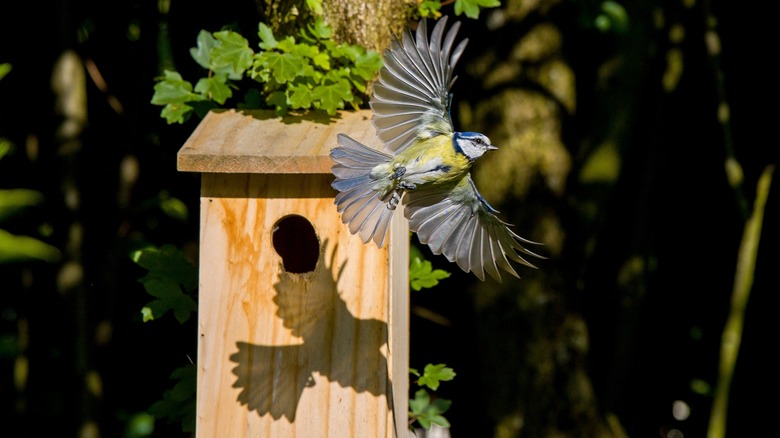 Bird flying near nest box