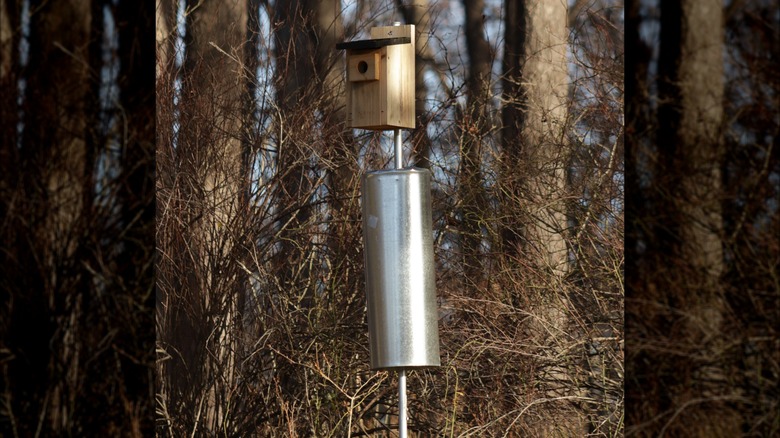 Wooden bird house with shiny baffle