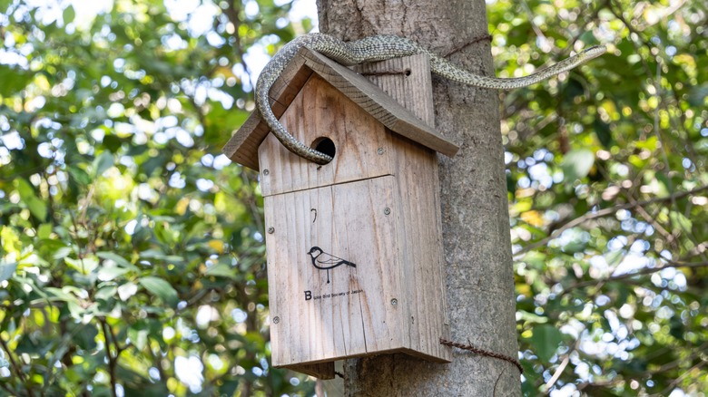 Keep Snakes Far From Your Bird's Nest Box With One Simple Addition