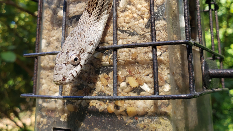 Snake on a bird feeder